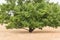 Sessile oak stands in the heath