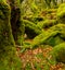 Sessile oaks and moss in Wistman`s Wood in Cornwall, England, UK, United Kingdom