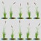 Set of 10 variety reeds with leaves on stem. Reed bulrush plants. Flat vector illustration isolated on transparent background.