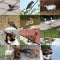 Set of 12 animals photos