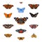 Set of 13 european butterflies