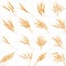 Set of 16 detailed Wheat ears. EPS 10