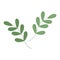 Set of 2 abstract spring twigs with small leaves in trendy green shades. Isolated design elements