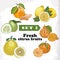 Set 2 Fresh citrus fruits of lemon, mineola, clementine, pomelo, bergamot and mandarin