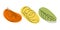 Set of 3 elements lemon zest, orange slice and green leaf with colorful abstract spot in trendy hues