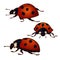 Set of 3 ladybugs