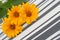 Set of 3 orange Osteospermum Daisy or Cape Daisy flowers on decorative tablecloth, napkin striped background. Close-up