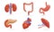 Set of 3D human organs. Realistic kidneys, large intestine, stomach, pancreas, heart, spleen