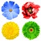 Set of 4 in 1 flowers: yellow chrysanthemum, green gerbera, blue primula and red poppy flower isolated