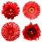 Set of 4 in 1 surreal red flowers: chrysanthemum, gerbera, dahila and rose isolated