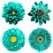 Set of 4 in 1 surreal turquoise flowers: chrysanthemum, gerbera and dahila flowers isolated