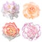 Set of 4 in 1 tender soft color flowers: pelargonium, roses and clove flower isolated