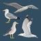 Set of 4 sea gulls. Hovering, soaring, standing, with folded wings, resting, curious. Flying mew. long neck, white feathers