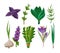 Set of 9 vector herbs