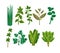 Set of 9 vector herbs