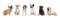 Set of adorable dogs on white