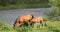 Set. Adult Brown Horse And Foal Young Horse Grazing On Green Meadow Near River In Spring Or Summer Season