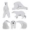 Set of adult polar bears. Northern animals. The polar bear sits and rests