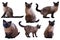 Set of Adult Siamese cats