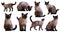 Set of Adult Siamese cats