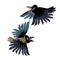 Set of angry flying black cawing crows, city birds, funny characters