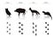 Set of Animal and Bird Trails with Name.