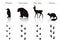 Set of Animal and Bird Trails with Name.Vector Set of Black Arct