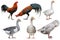 set Animal farm 4 action goose and 2 action fighting cock on white background have path