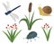 Set animals insects watercolor flowers reeds dragonfly beetle snail