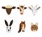 Set of animals` muzzles with a farm in a cartoon style isolated on a white background. vector