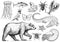 Set of animals. Reptile amphibian mammal insect. Bug Bear shell jellyfish crocodile butterfly fish lobster spider