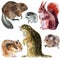 Set of animals rodents. Watercolor illustration in white background.