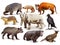 Set of animals of South America over white background