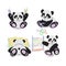 Set of animals on the theme of education. Panda at school learns to read, write, count