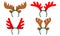 Set of antlers of a deer isolated