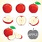 Set of apple fruit in various styles vector format