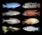 Set of aquarium fishes on black background