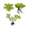 Set of Aquatic Plant,Pistia Stratiotes L, Eichhornia crassipes, Limnobium laevigatum for Agricultural Nuisance Weed or Aquarium