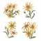 Set of arnica plant groups, bouqets in watercolor