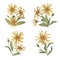 Set of arnica plant groups, bouqets in watercolor