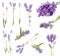 Set with aromatic fresh lavender