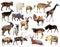 Set of Artiodactyla mammal animals over white background