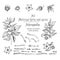 Set of Ashwagandha hand drawn patterns with berries, lives, roots and branch in black color on white background. Retro vintage