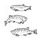 Set of atlantic spotted trout or salmon, commercial fish, sea predator, delicious food