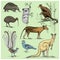 Set of australian animals engraved, hand drawn vector illustration