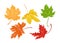 Set of autumn colored maple leaves