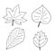 Set of autumn elements, hand drawn doodle style illustrations. Four different colorful leaves. Black objects