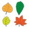 Set of autumn elements, hand drawn doodle style illustrations. Four different colorful leaves. Color objects