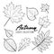 Set of autumn leaves. Black and white outline hand drawn fall leaves.