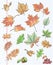 Set of autumn leaves, chestnuts, acorns and viburnum on a background of notebook sheet in a cage
